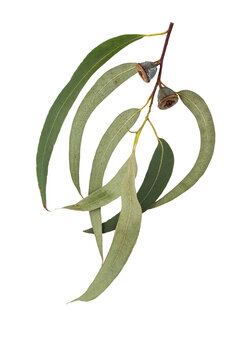Eucalyptus globulus tree branch with leaves and fruits isolated transparent png. Eucalypt gumnuts. Southern blue gum.