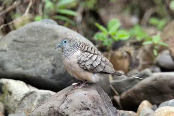 Peaceful dove bird sitting on a rock in Australia