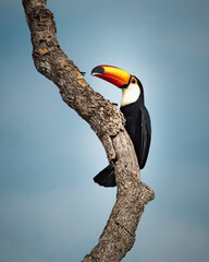 toucan on a branch © JooPaulo