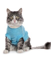 Cute cat wearing stylish pet clothes on white background