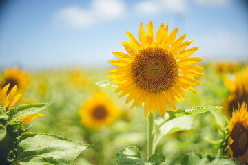 一面の黄色いひまわりのお花畑の写真 日本 沖縄県の離島宮古島