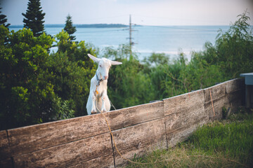 沖縄県の離島宮古島の海が見える高台の観光スポット 塀を越える若いヤギ