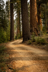 Narrow Dirt Road Winds Through Large Pines and Sequoias