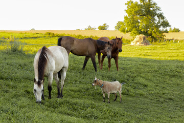 Naklejka na ściany i meble Handsome cream brown-maned horse grazing in its field with a goat and a pair of chestnut horses during a late summer golden hour, Quebec City, Quebec, Canada