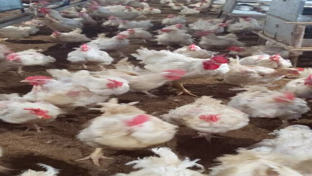 A flock of broilers following the camera