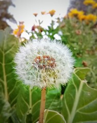 Diente de león