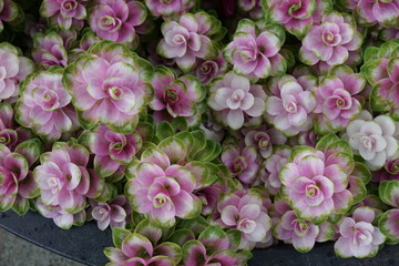 Curcuma alismatifolia, Siam Tulip or summer tulip is a tropical plant native to Laos, northern Thailand, and Cambodia