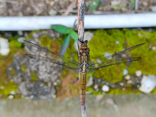 a photo of a dragonfly perched on a plant branch