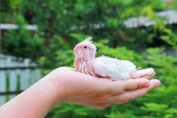 Parrot,White small cockatiel in the woman’s hands on a green backgrond.Cockatiel...