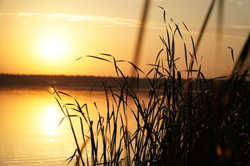 Morning grass 2 © ukasz