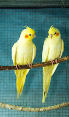 Two yellow cockatiels parrots sitting on a branch,Pretty cockatiels on the tree branch.