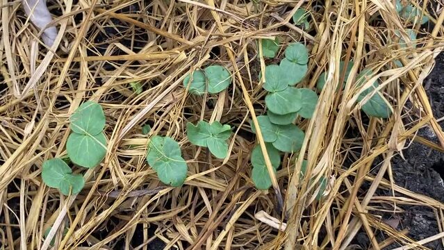green abelmochus esculentus plant in nature garden