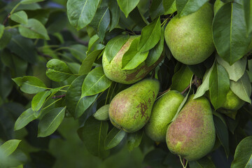 pears tree organic orchard natural fresh sweet fruits agriculture