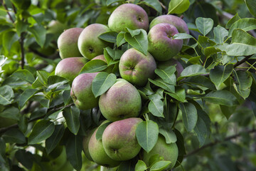 fresh fruits pears tree natural nutrition organic orchard agriculture