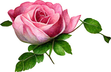 Watercolor roses flower