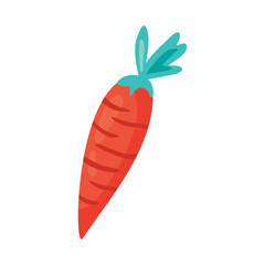carrot fresh vegetable