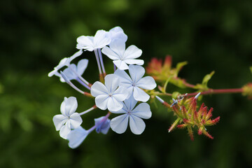 Cluster of cape leadwort or plumbago flowers with bokeh of green foliage.
