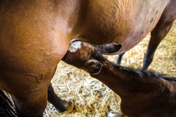 Obraz premium Foal nursing from Mare