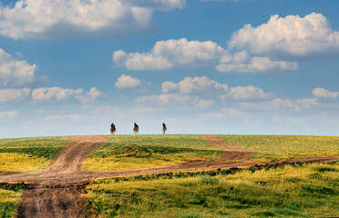 Small hill in the and center three cowboys, horsemen. 3 young people going horse ride in the distance, sunny summer day. Horseback riding on a mountain. Galloping sport thoroughbred horses  in a field - obrazy, fototapety, plakaty