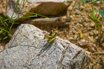 Grillos o Saltamontes enamorados en la vida silvestre