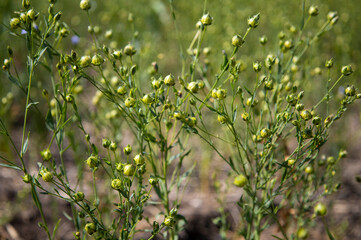 Green seed capsules of flax on the background of a green flax field