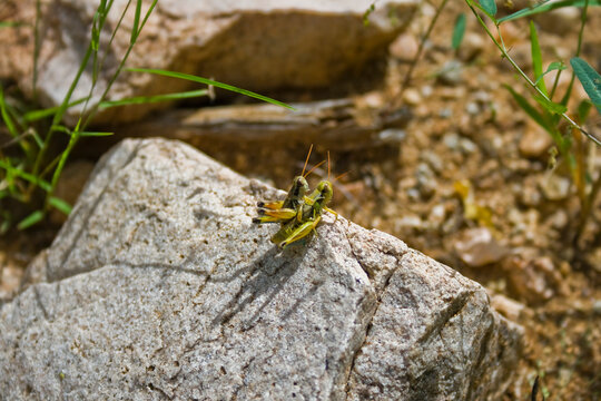 Grillos o Saltamontes enamorados en la vida silvestre