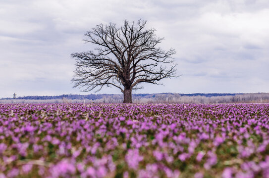 Burr Oak Tree with field of purple henbit flowers 
