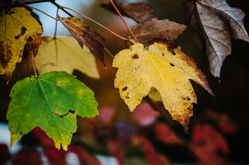 Fall Changing Colors on Leaves