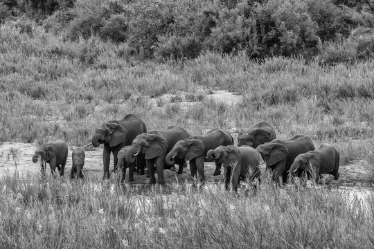 Elephant herd drinking from the Olifants river south Africa, black and white high structure image