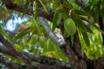 Huge mango plant with still green fruits hanging from its branches.