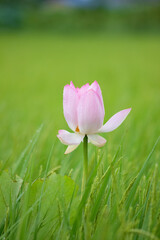 稲の中で咲く一凛のピンク色の蓮の花