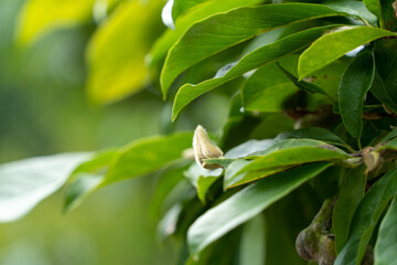 シデコブシ(花芽)