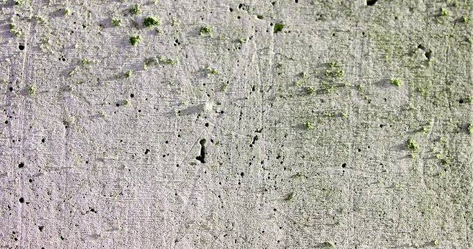 Grey grunge concrete wall texture with fungus. Abstract shapes of green mold