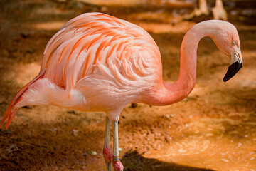 pink flamingo in zoo
