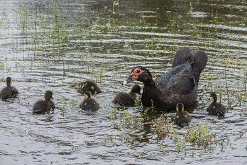 family of ducks