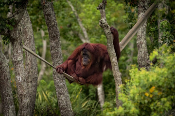 Orangutan © Robert