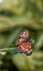 Fototapeta na wymiar Acercamiento a hermosa y pequeña mariposa de tonos cálidos, posada sobre una rama.