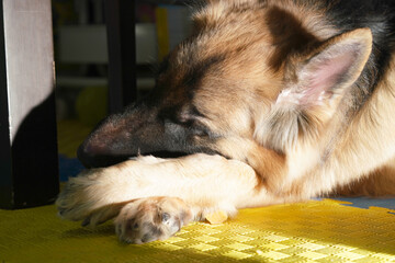 dog sleep under table happy with sun in morning