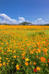 奈良　藤原宮跡　耳成山とキバナコスモス