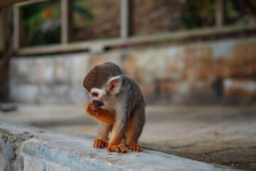 Fototapeta premium A small monkey with a long tail in the forest, close-up. funny primates in a nature park, animal watching