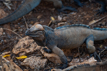 Brown iguanas in the wild, nature park. Lizard colony, close-up