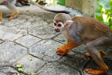 A small monkey with a long tail in the forest, close-up. funny primates in a nature park, animal watching