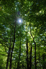 Peaceful atmosphere with sun rays entering the forrest, Bernese Alps, Switzerland