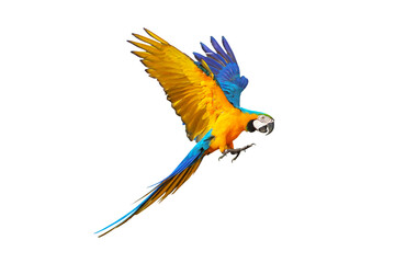 Colorful macaw parrot flying isolated on white. © Passakorn