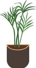 Indoor potted plant kentia illustration