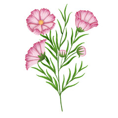 Bunch of Cosmos watercolor. 