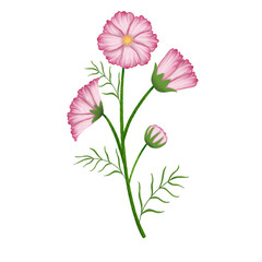 Bunch of Cosmos watercolor. 