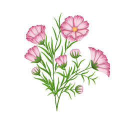 Obraz premium Bunch of Cosmos watercolor. 