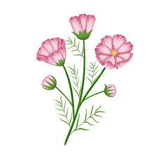 Bunch of Cosmos watercolor. 