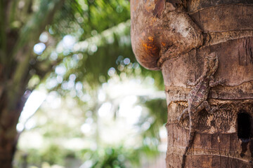 lizard on coconut tree with color changing adaptation,wildlife concept